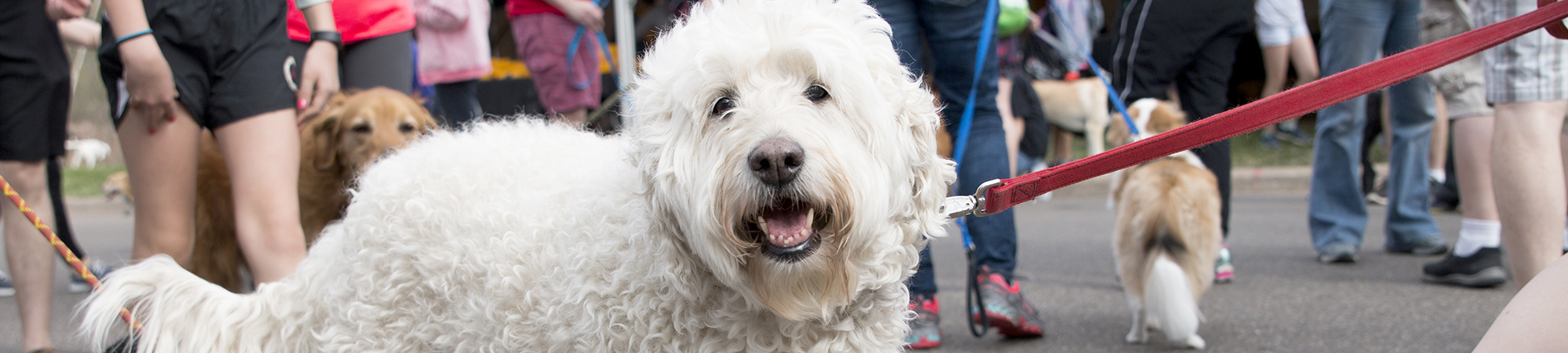 Walk for Animals