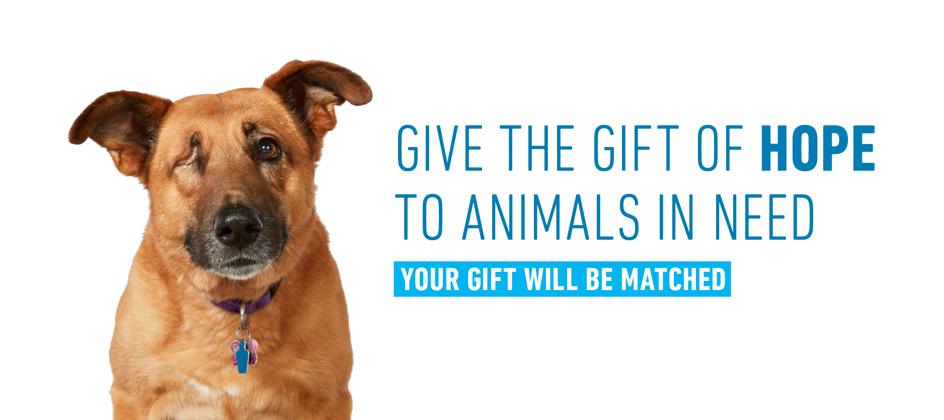 Animal Humane Society Make a donation