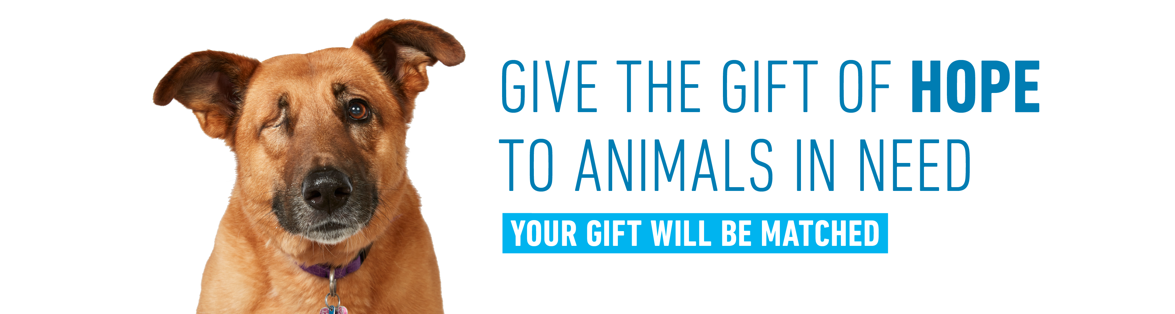 animal-humane-society-make-a-donation