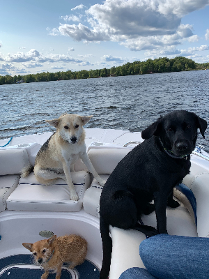 Three Peacock Amigos: Georgia, Juno and Chewie
