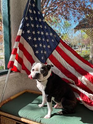 Speck, a sweet senior MBTC rescue, found the perfect forever home.